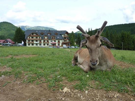 Apartmán Kamzík Donovaly Exteriér fotografie